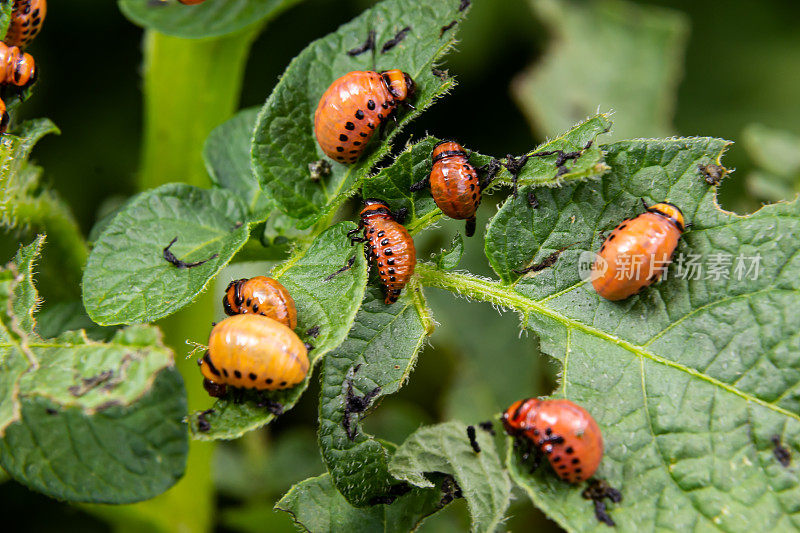 马铃薯种植被科罗拉多马铃薯甲虫(Leptinotarsa decemlineata)的幼虫和甲虫破坏，也被称为科罗拉多甲虫、十纹矛兵、十纹马铃薯甲虫